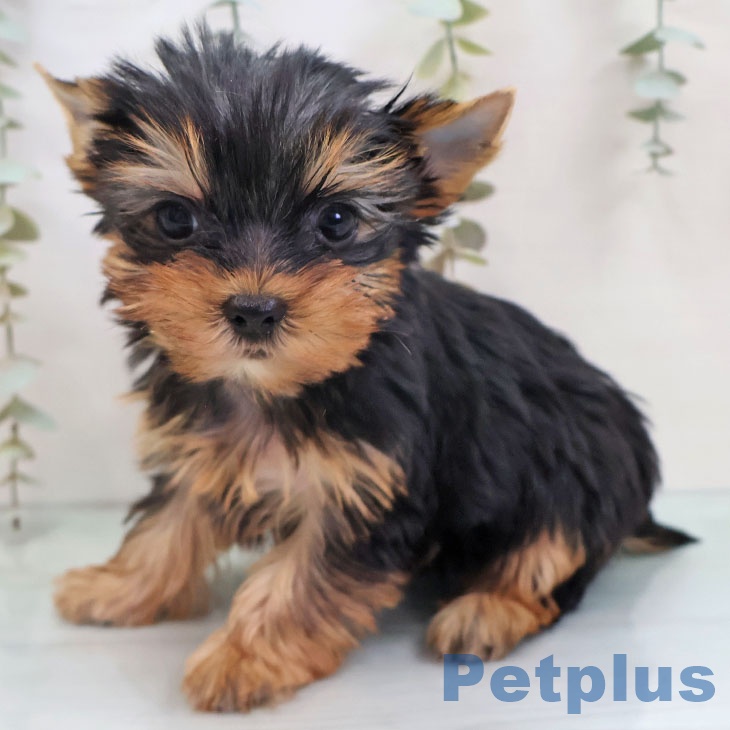 ヨークシャー・テリア