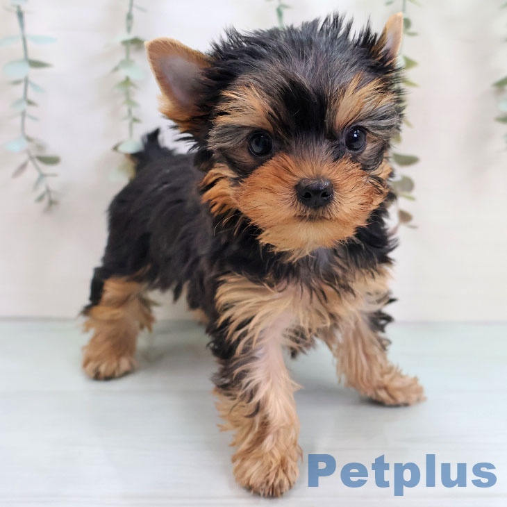 ヨークシャー・テリアの写真2