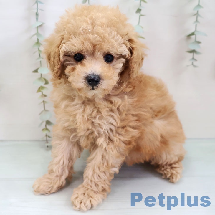 トイ・プードル