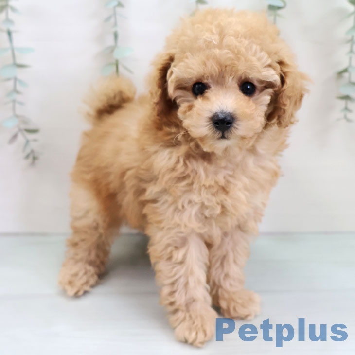 トイ・プードルの写真2