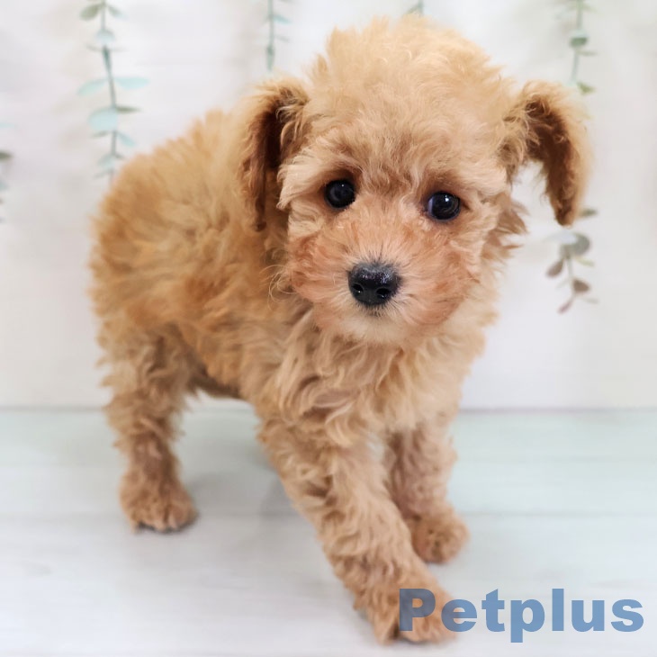 トイ・プードル