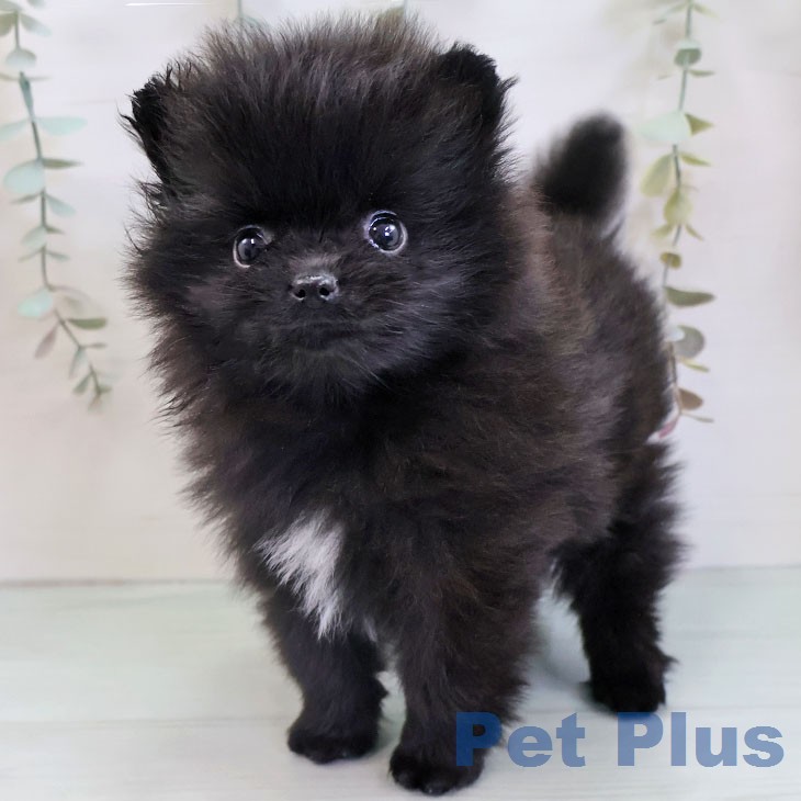 ポメラニアンの写真2