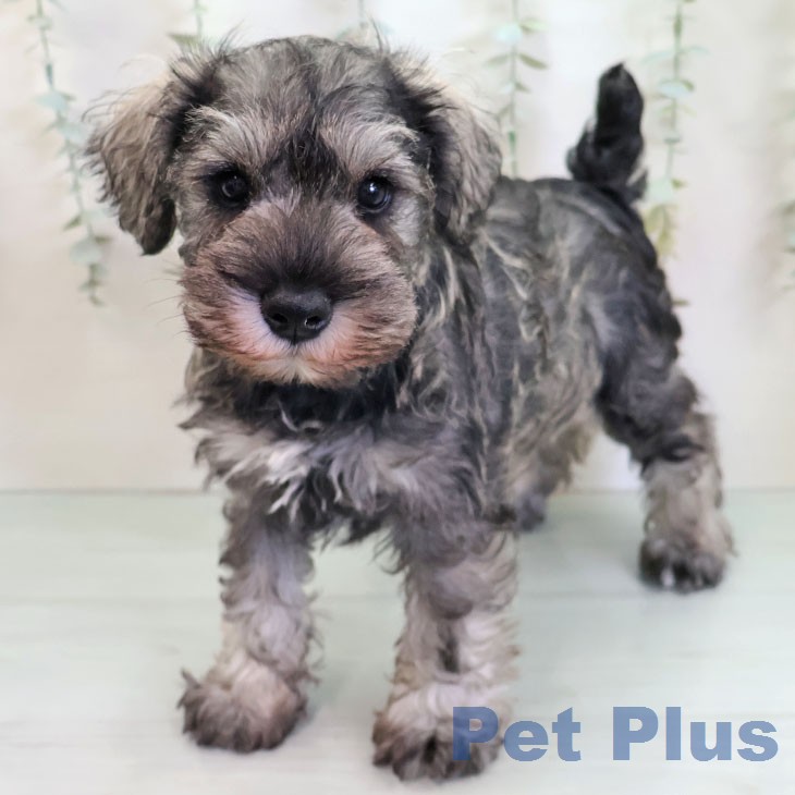 ミニチュア・シュナウザー