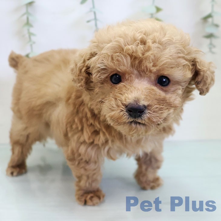 トイ・プードル