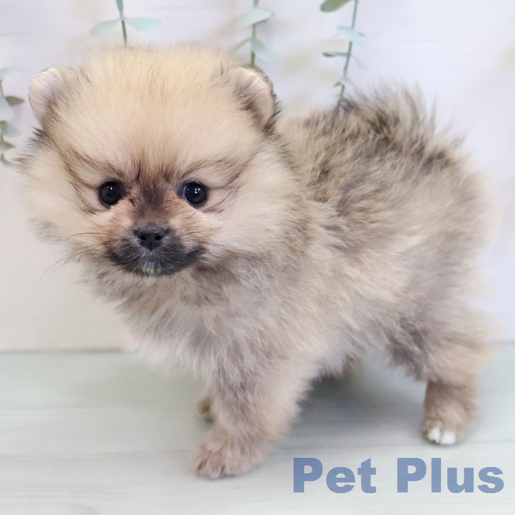 ポメラニアンの写真2