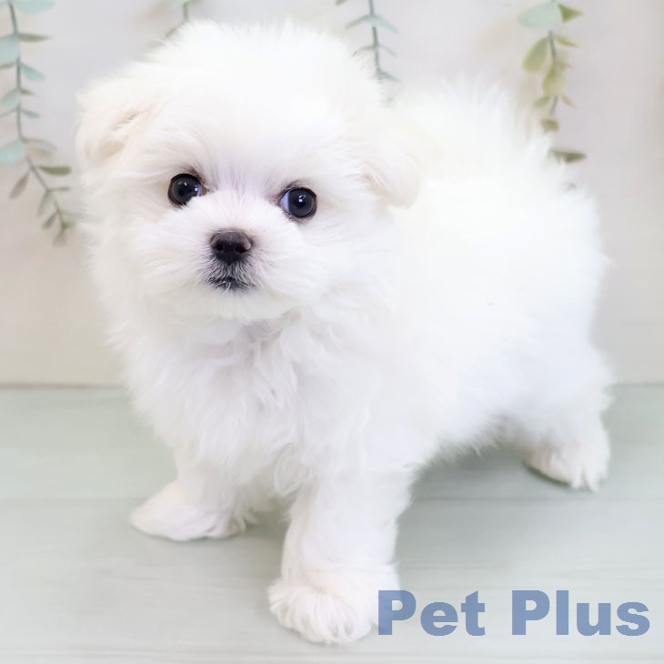 マルチーズの写真2