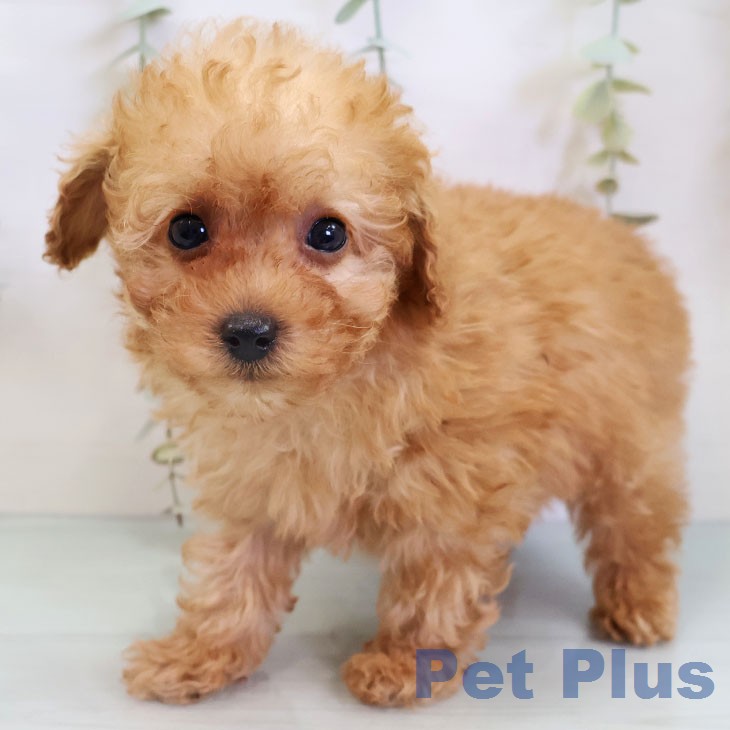 トイ・プードル