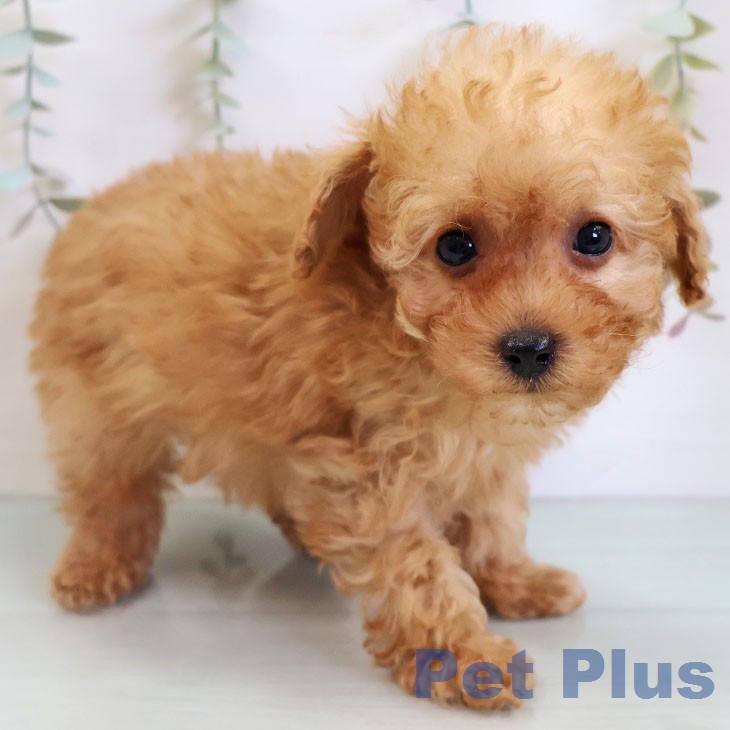 トイ・プードルの写真2