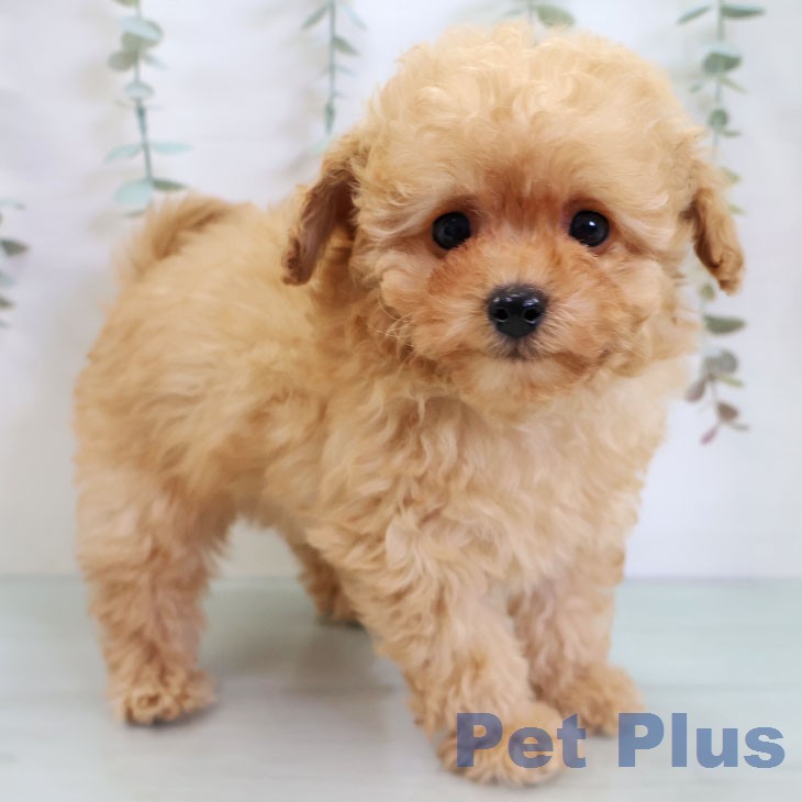 トイ・プードル