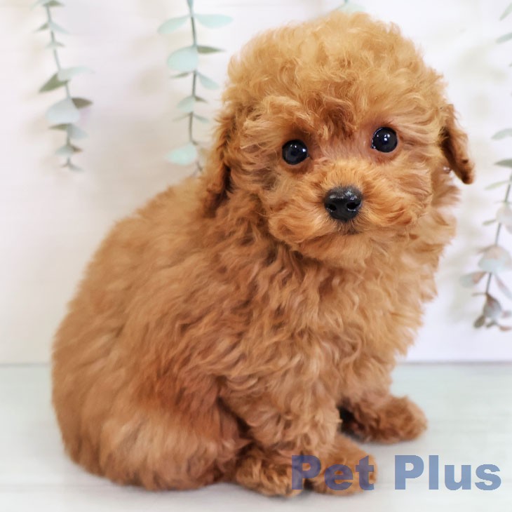 トイ・プードル