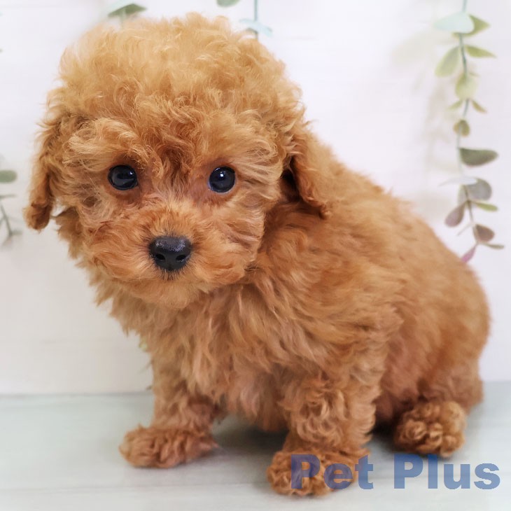 トイ・プードルの写真2