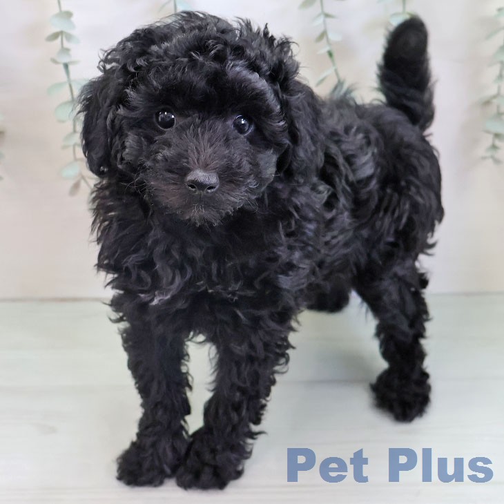 トイ・プードル