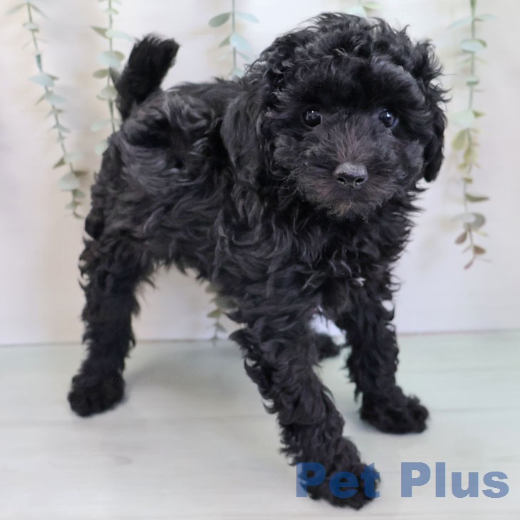 トイ・プードルの写真2