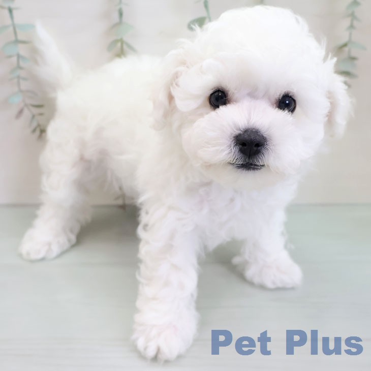 ビション・フリーゼ