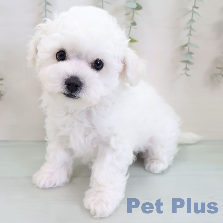 ビション・フリーゼの写真2