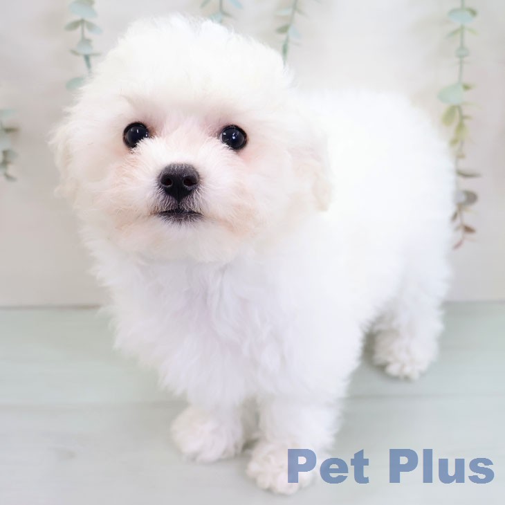 ビション・フリーゼの写真2