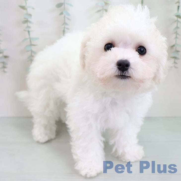 ビション・フリーゼ