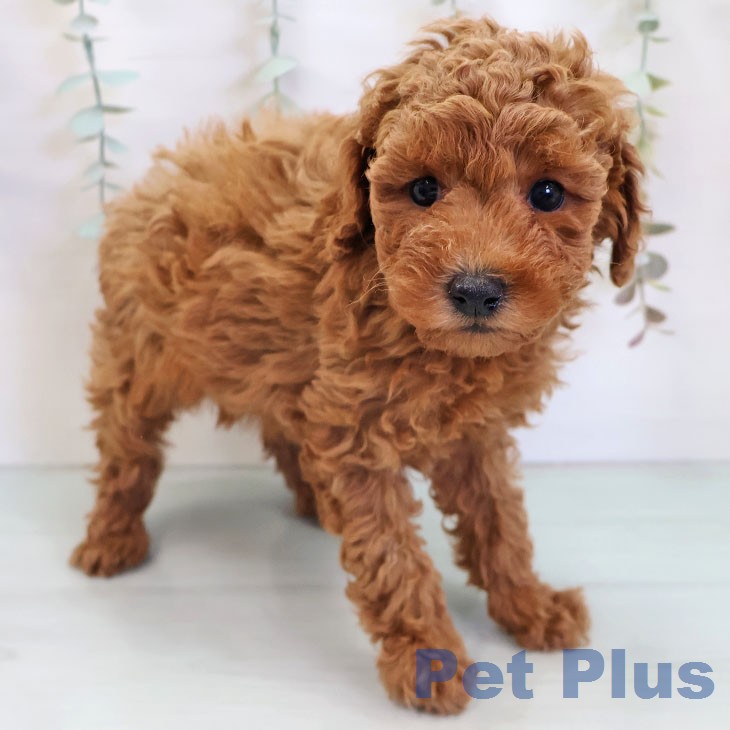 トイ・プードル