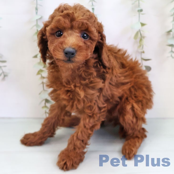 トイ・プードル