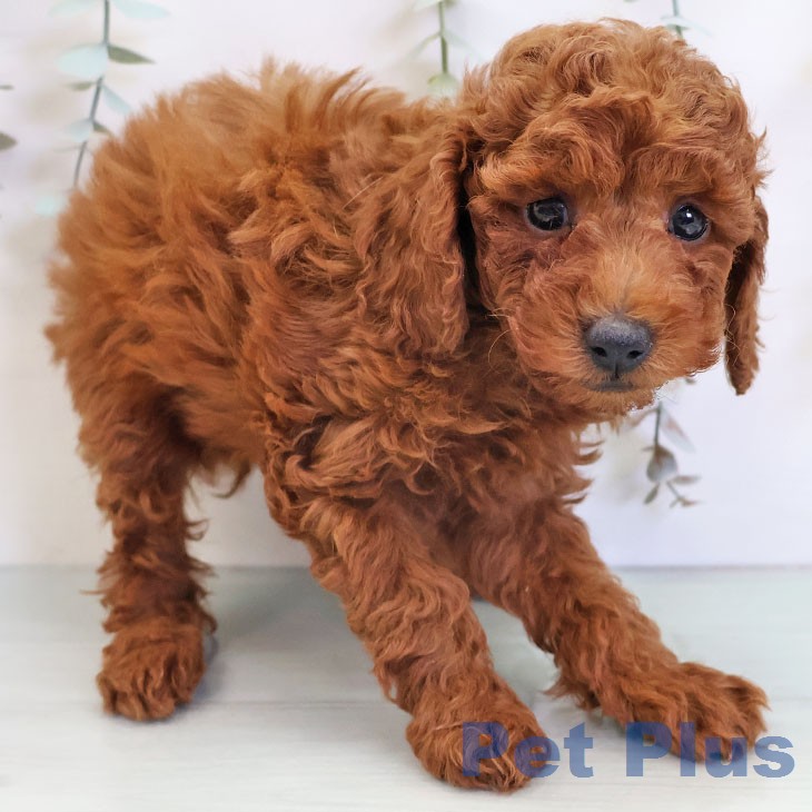 トイ・プードルの写真2