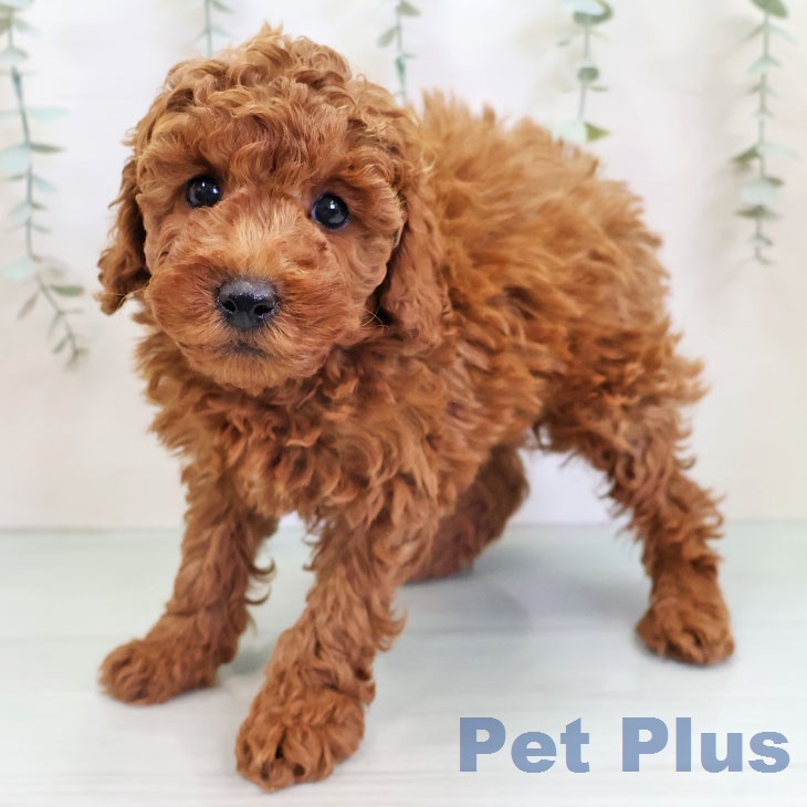 トイ・プードル