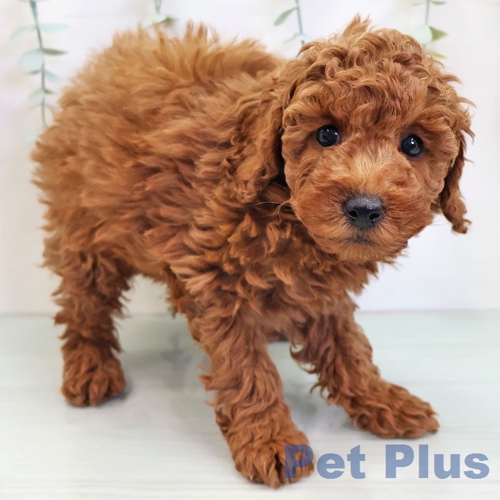 トイ・プードルの写真2