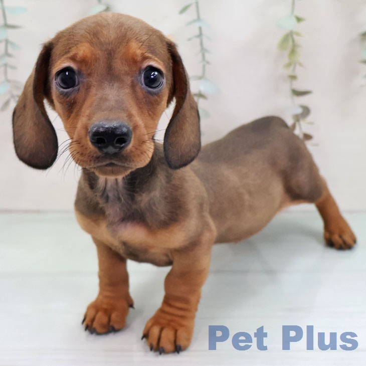 ミニチュア・ダックスフンド