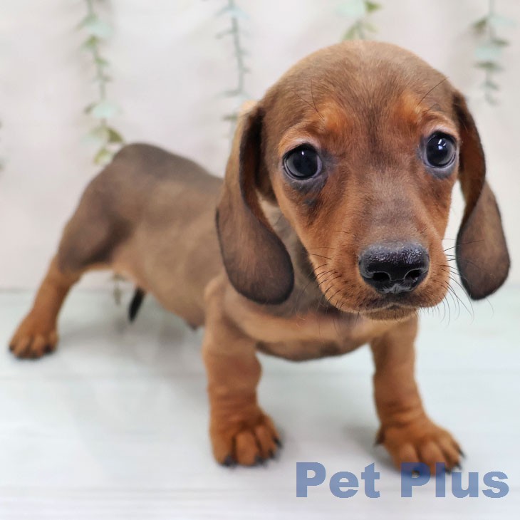 ミニチュア・ダックスフンドの写真2