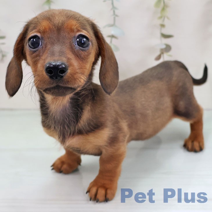 ミニチュア・ダックスフンド