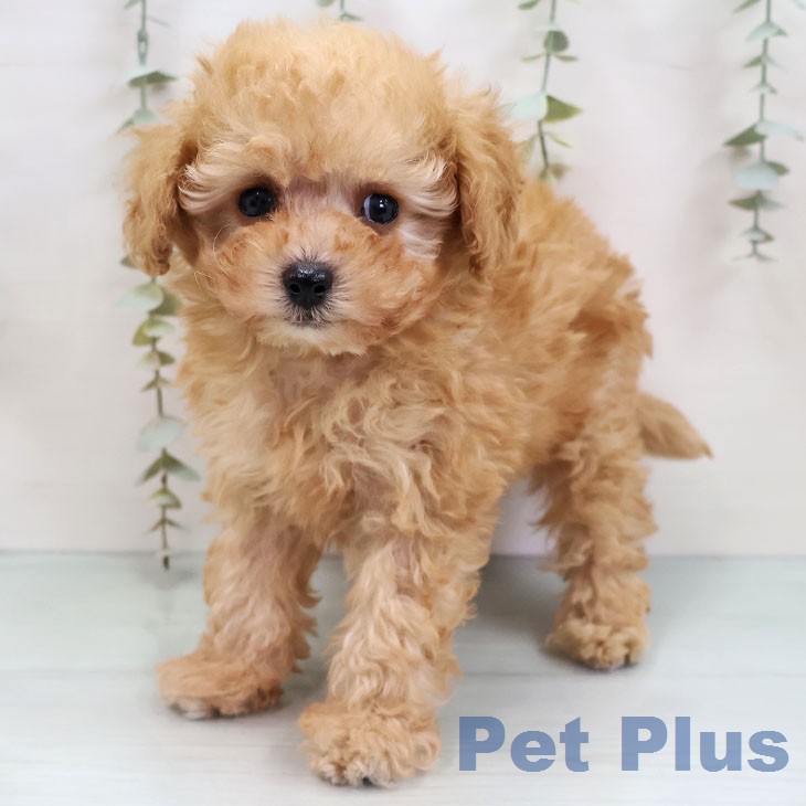 トイ・プードル