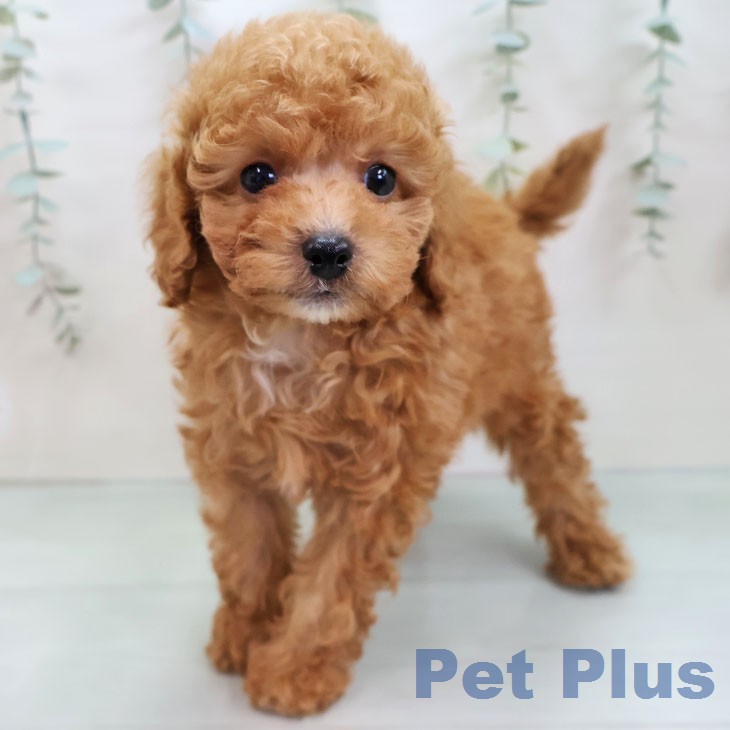 トイ・プードルの写真2