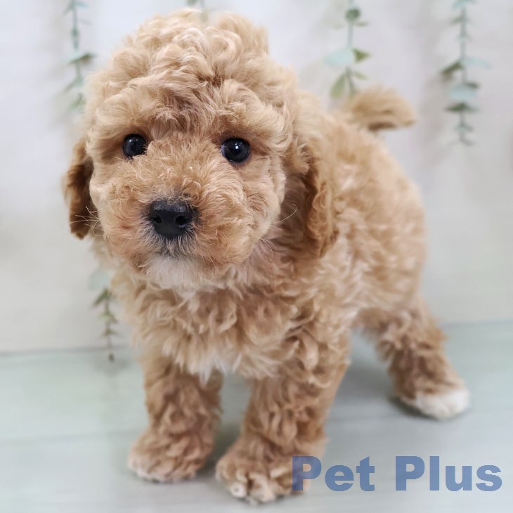 トイ・プードル