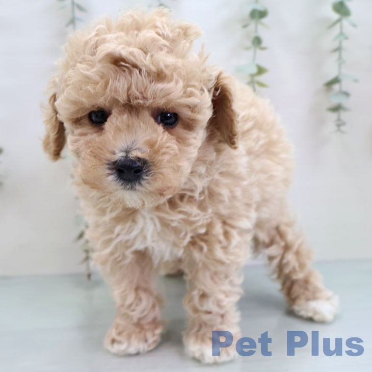 トイ・プードルの写真2