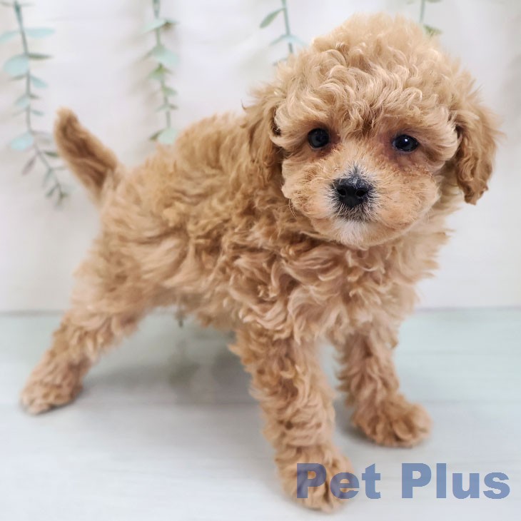 トイ・プードル