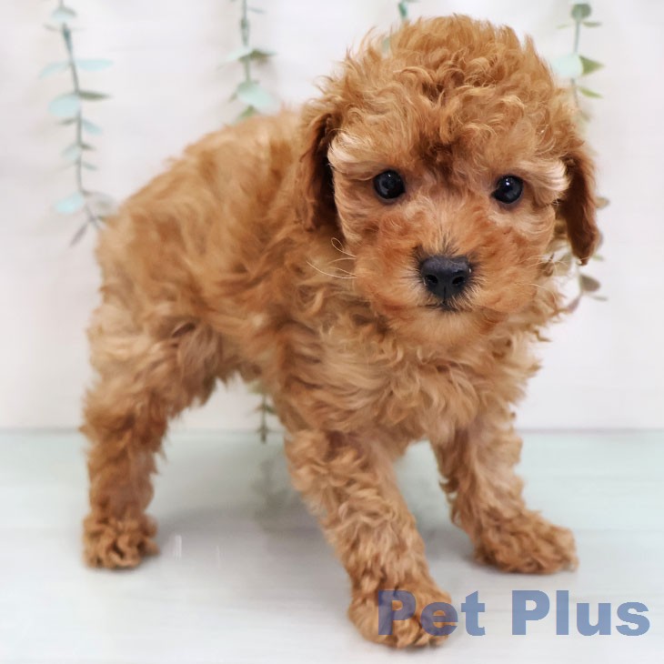 トイ・プードル