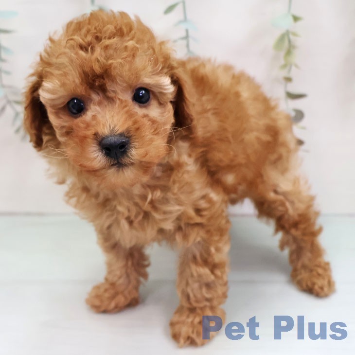 トイ・プードル