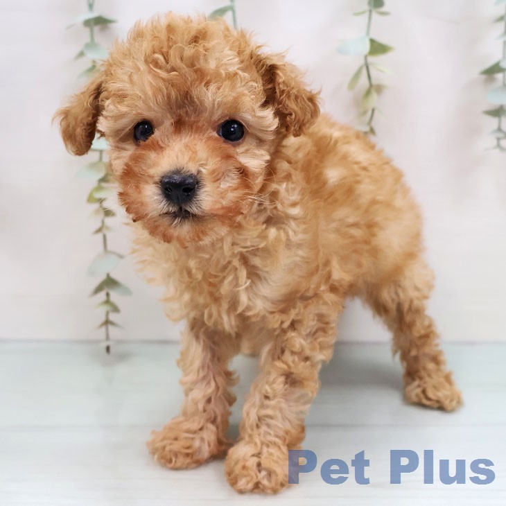 トイ・プードル