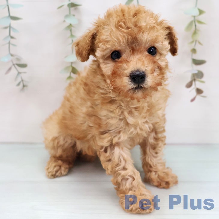 トイ・プードル