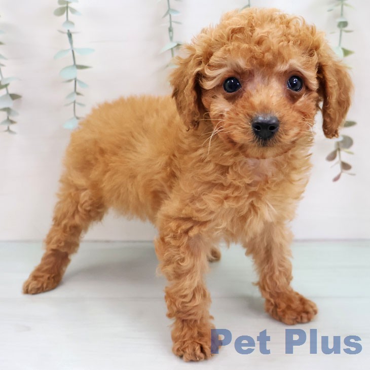 トイ・プードル