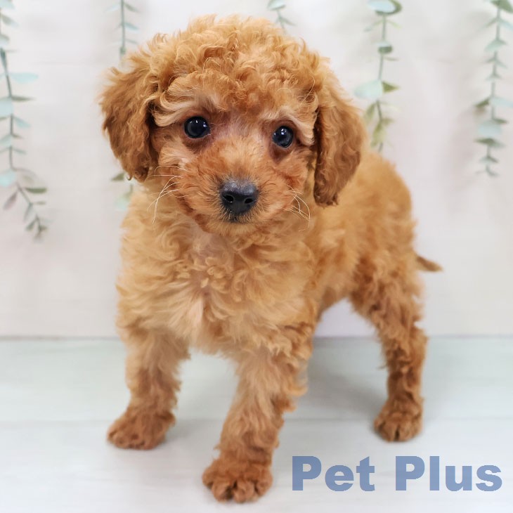 トイ・プードルの写真2