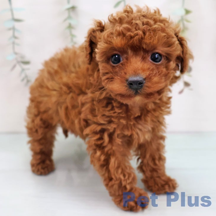 トイ・プードルの写真2