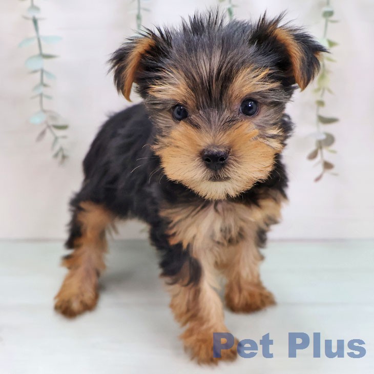 ヨークシャー・テリアの写真2