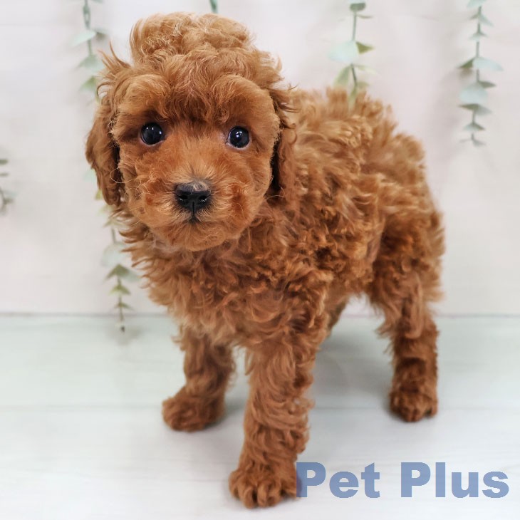 トイ・プードル