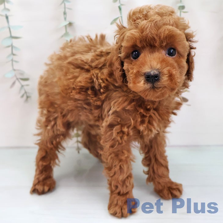 トイ・プードルの写真2