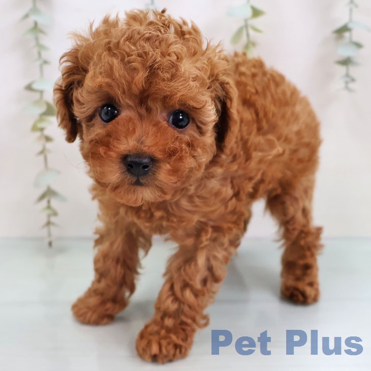 トイ・プードル