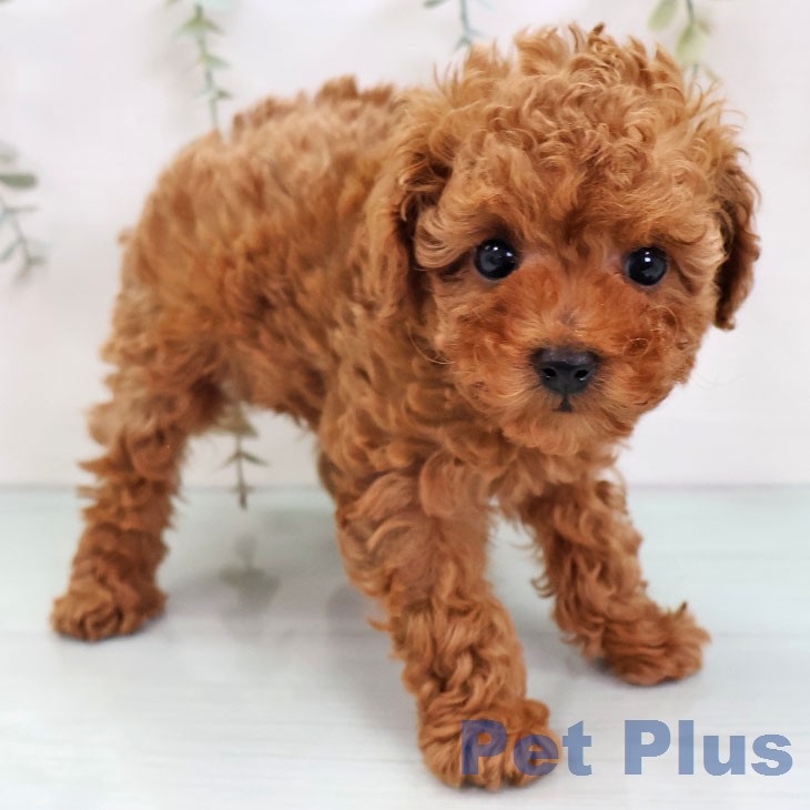 トイ・プードルの写真2