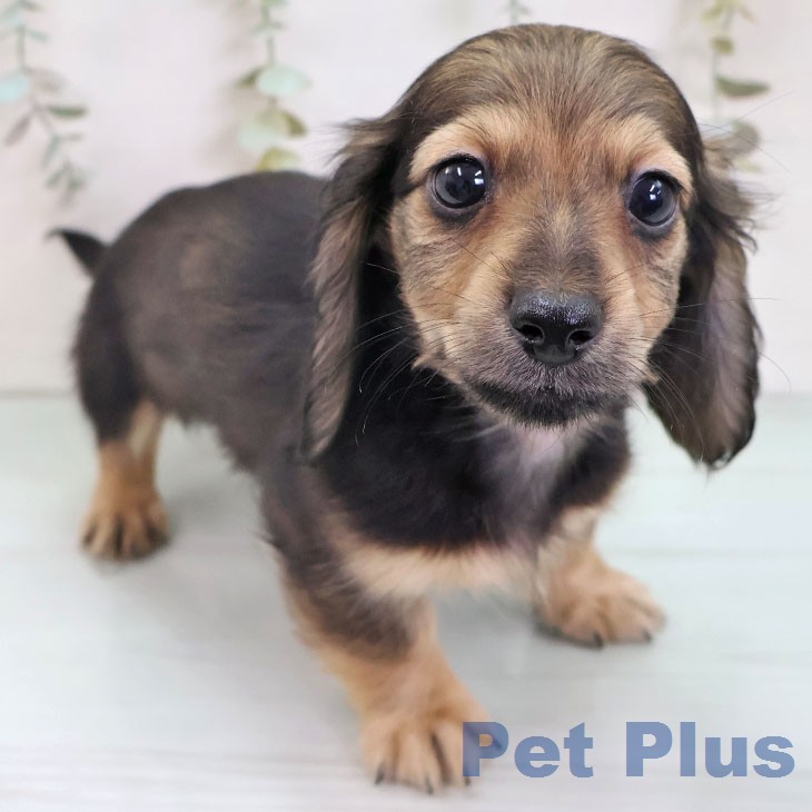 ミニチュア・ダックスフンド