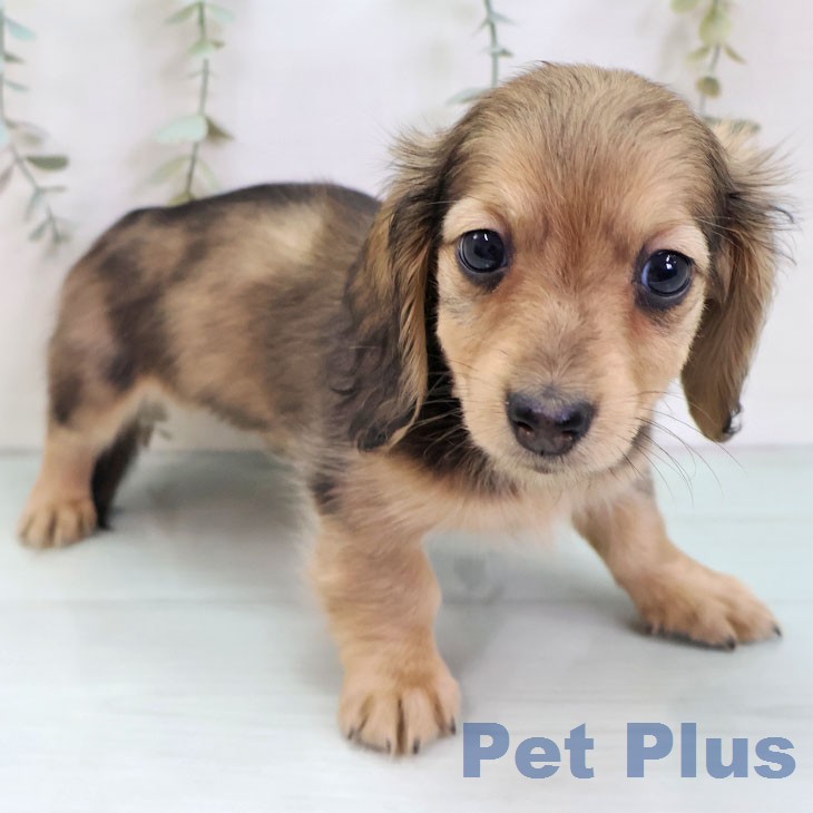 ミニチュア・ダックスフンド