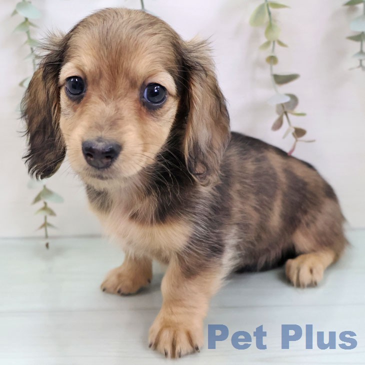 ミニチュア・ダックスフンド