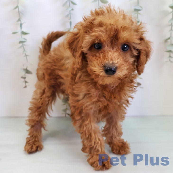 トイ・プードル